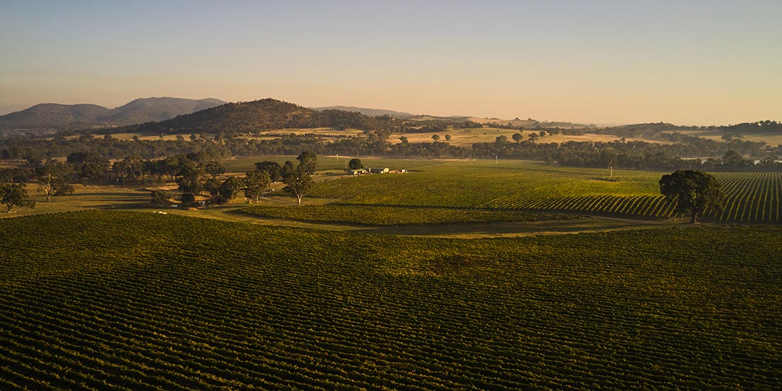 Aerial view of the vineyard.